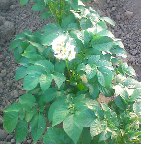 きたあかり生育日記「花が咲き始めました♪」