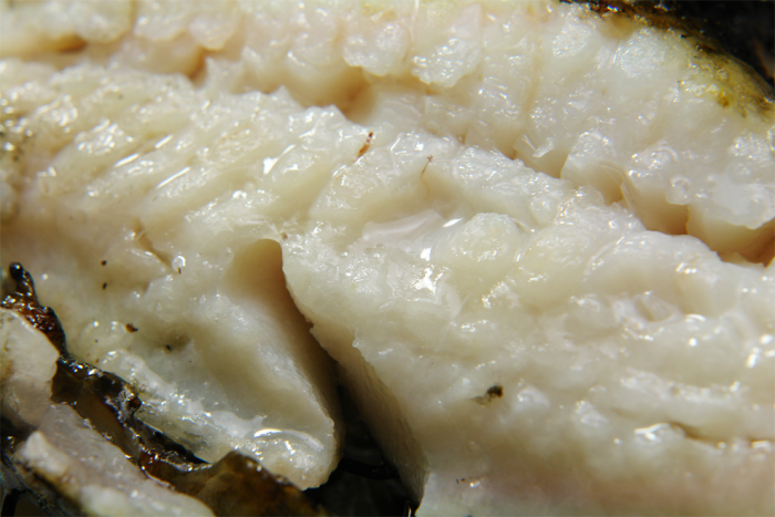 北海道を代表する高級魚 きんき めんめ 北海道へ行こう