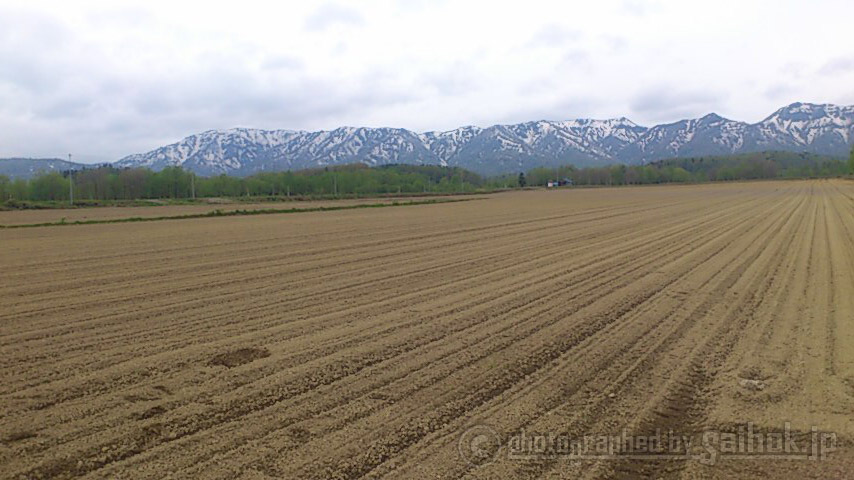 富良野メロン「キングルビー」が美味しく育っています。