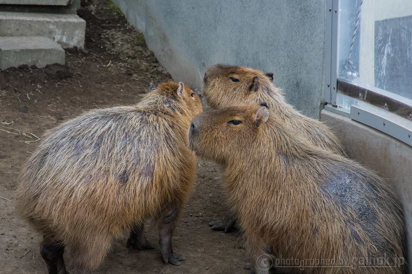 ゴールデンウィーク明けの旭山動物園 夏期開園 だ ガォーッ 北海道へ行こう