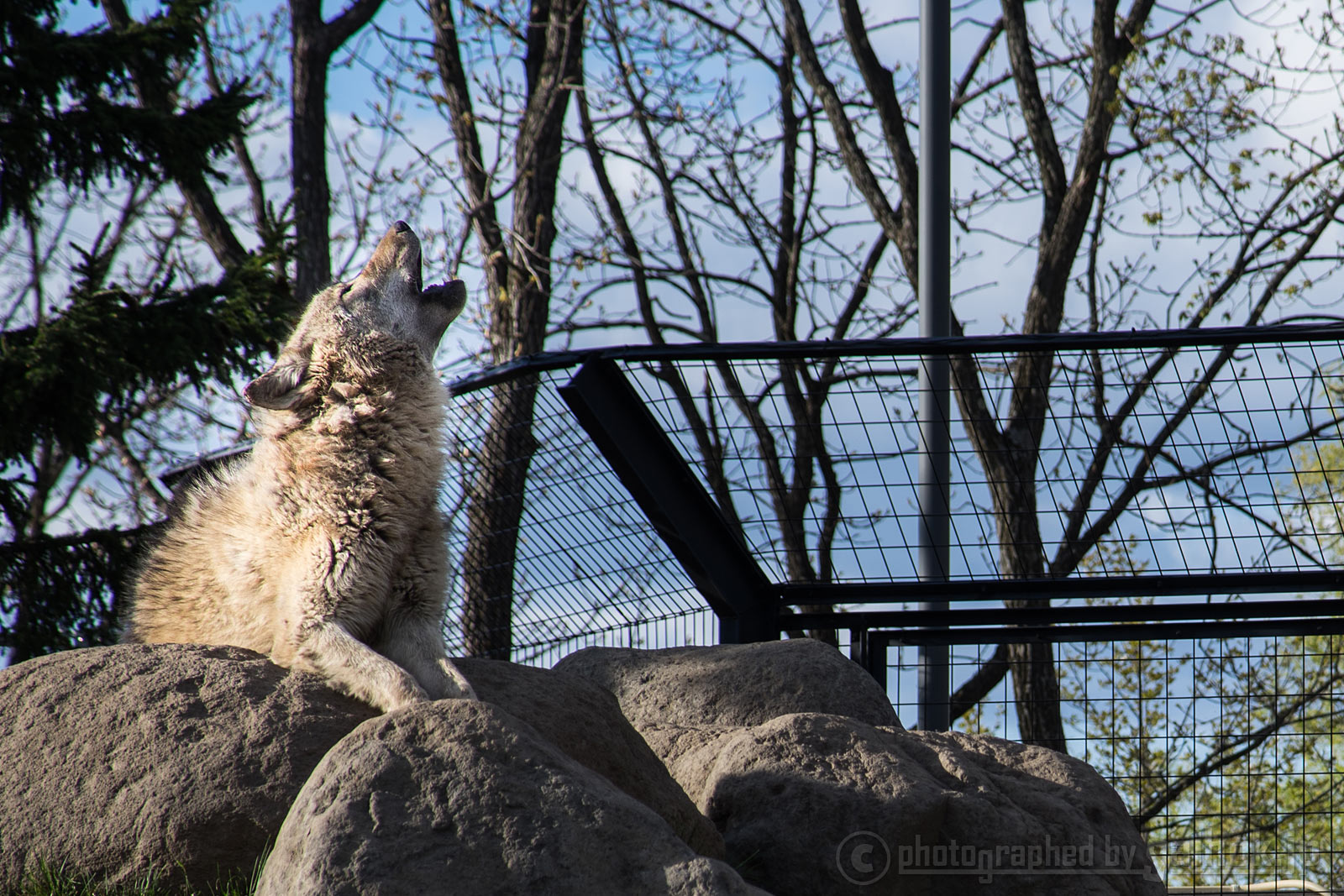 ゴールデンウィーク明けの旭山動物園（夏期開園）だ「ガォーッ！」