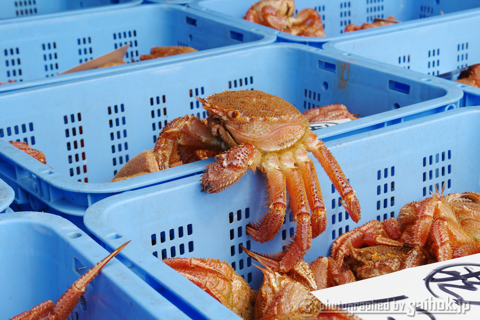 夏の毛ガニ漁！北海道虎杖浜産毛ガニが水揚げ中！