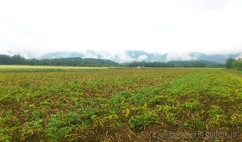 夏の毛ガニ漁！北海道虎杖浜産毛ガニが水揚げ中！