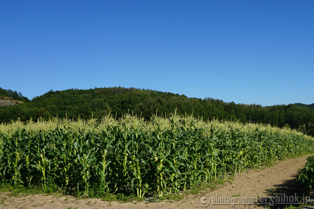 北海道のとうもろこし収穫時期 旬について 北海道へ行こう