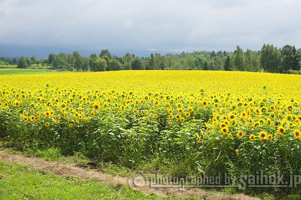 圧巻のひまわり畑 四季のお花でおもてなし 大雪森のガーデン 北海道へ行こう