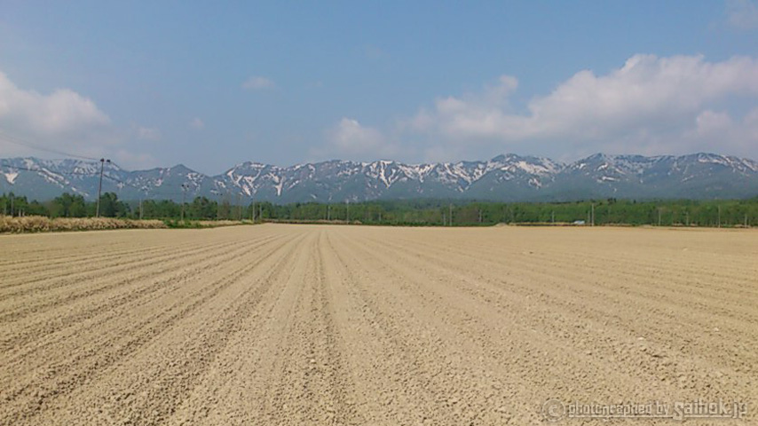 露地ものグリーンアスパラの収穫から店頭に並ぶまで