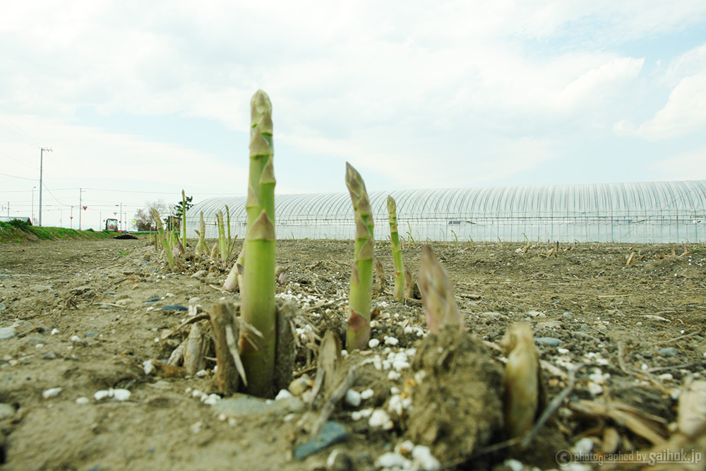 きたあかり生育日記「種芋を植えました」