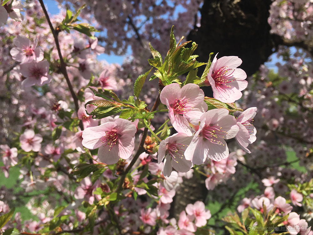 まるで桜餅？旭川のちょっと変わった桜名所