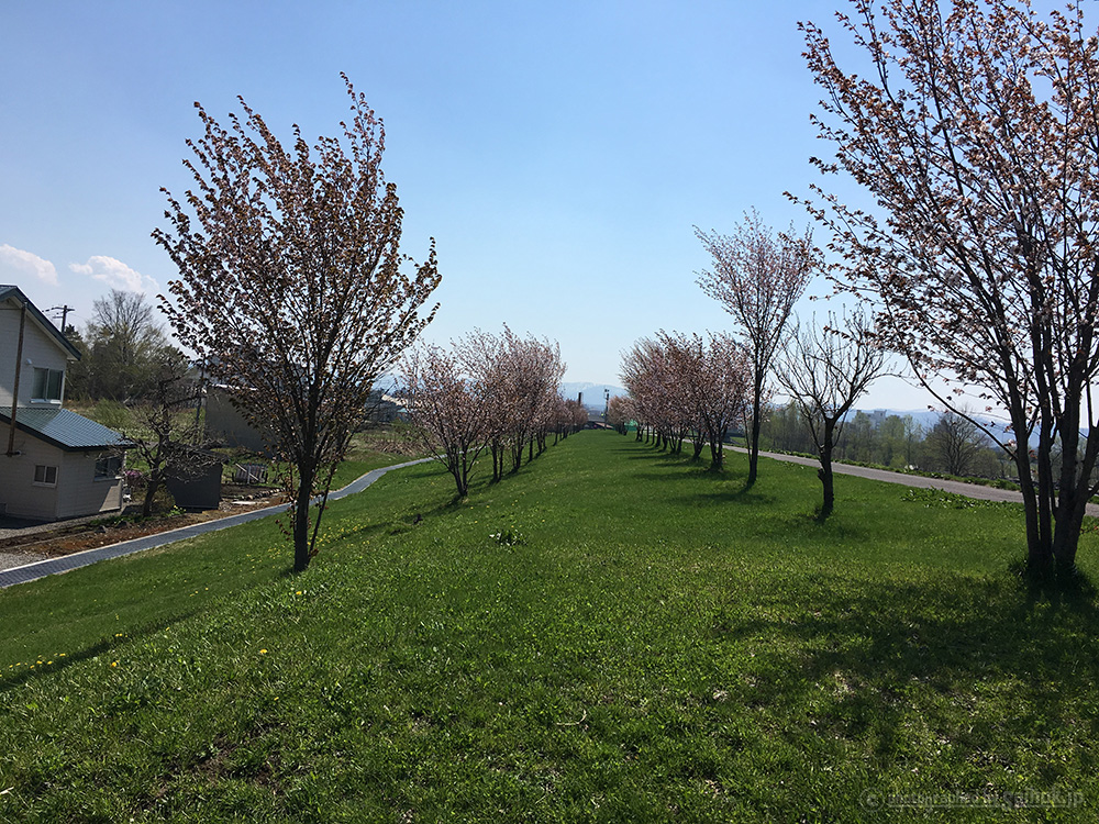 まるで桜餅 旭川のちょっと変わった桜名所 北海道へ行こう