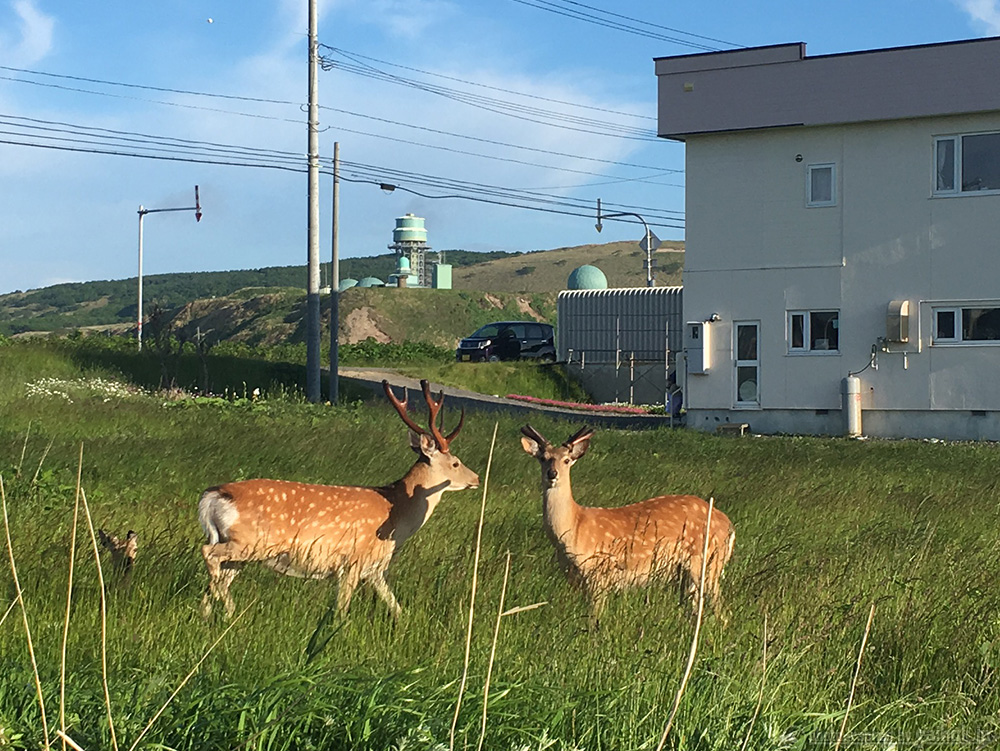 野生動物が歓迎！？かわいいけど注意が必要、北海道ドライブ