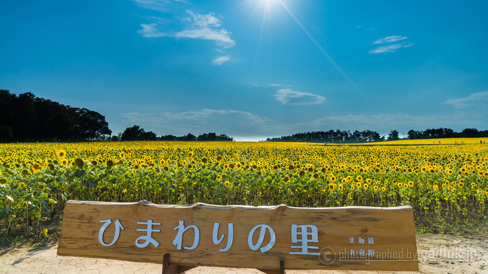 真っ黄色の夏カラー！日本一のひまわり畑が広がる「北竜町」