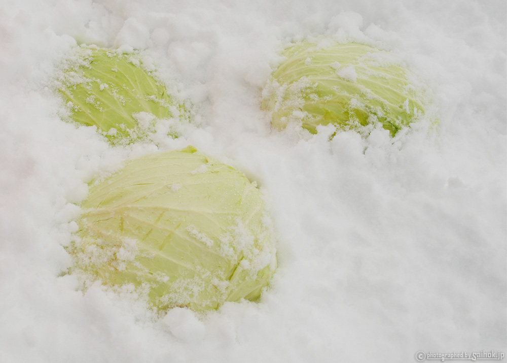 雪の中に埋めて美味しく！和寒町（わっさむちょう）の越冬キャベツ