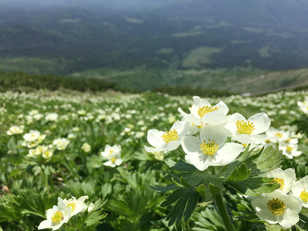 7月が見ごろ♪花が満開の富良野岳日帰り登山