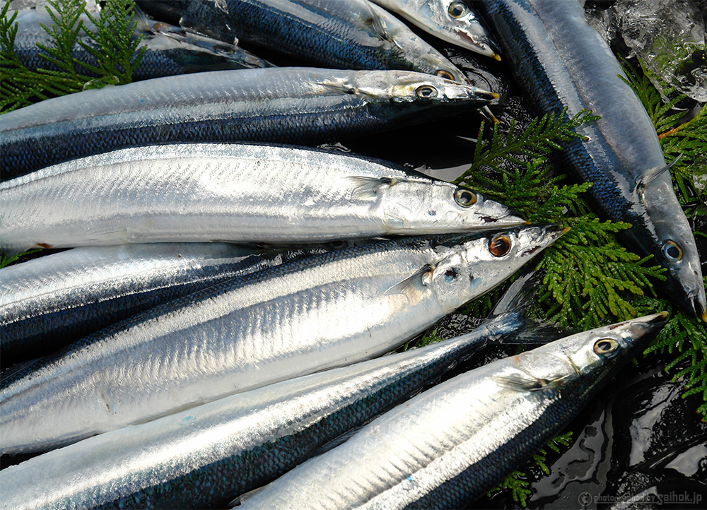 生サンマ（秋刀魚）を美味しくお召し上がりいただくために（レシピ・刺身さばき方）