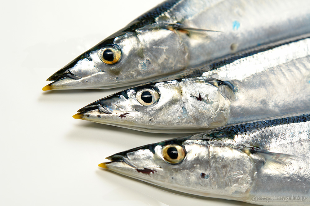 生サンマ 秋刀魚 を美味しくお召し上がりいただくために レシピ 刺身さばき方 北海道へ行こう