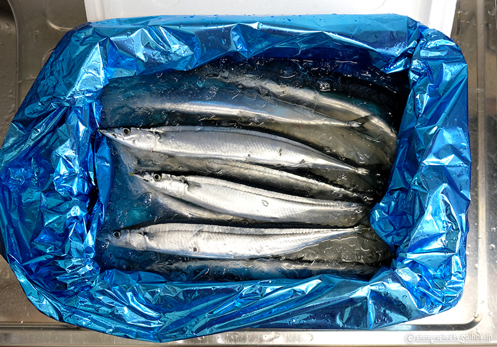 生サンマ 秋刀魚 を美味しくお召し上がりいただくために レシピ 刺身さばき方 北海道へ行こう