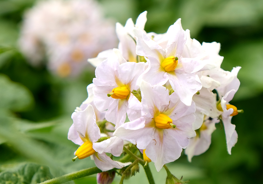 花がほぼ満開！きたあかり生育日記