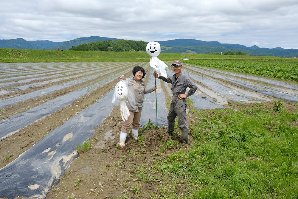 「ピュアホワイト生育日記」最終収穫！今年もありがとうございました。