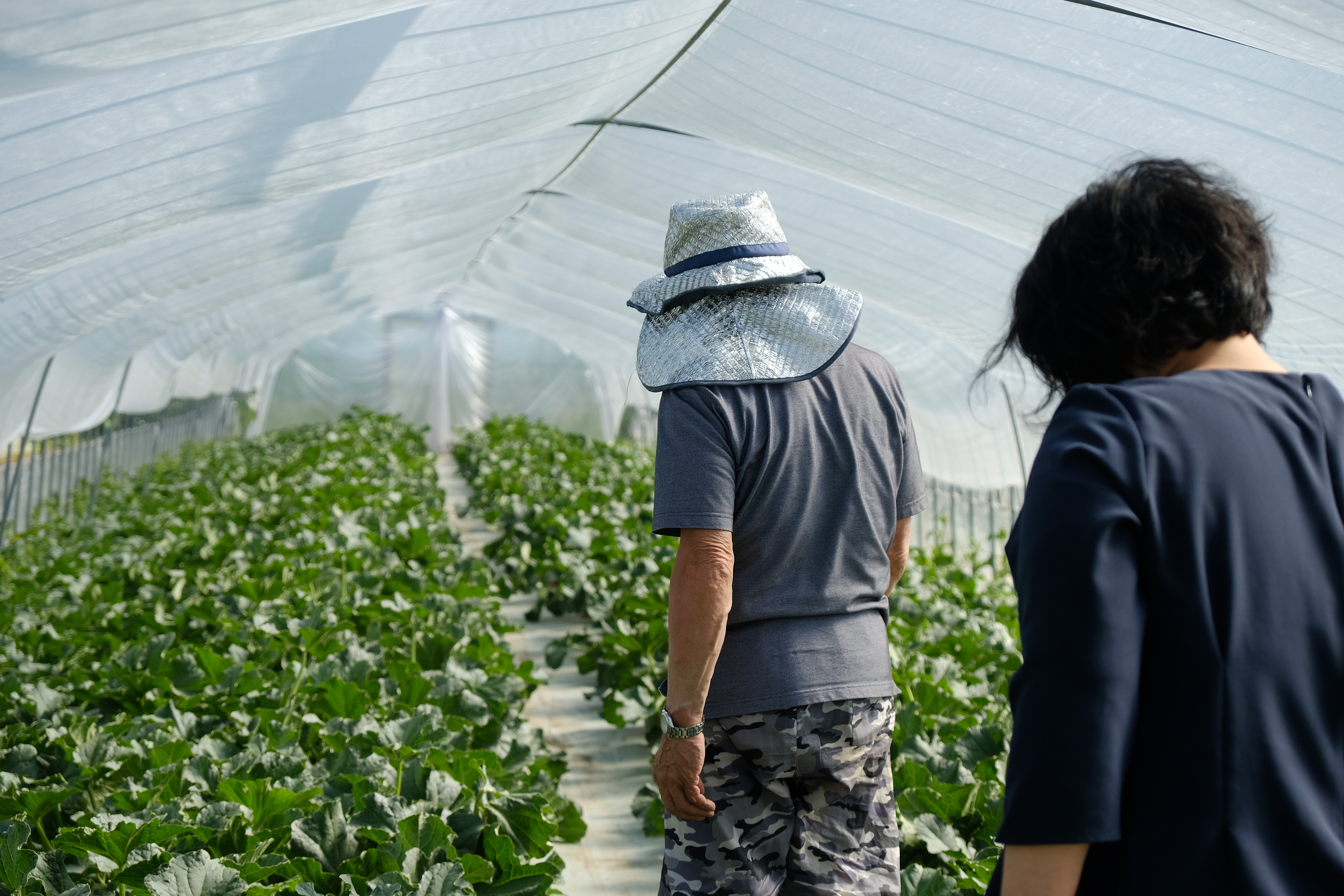 露地グリーンアスパラ順調出荷中