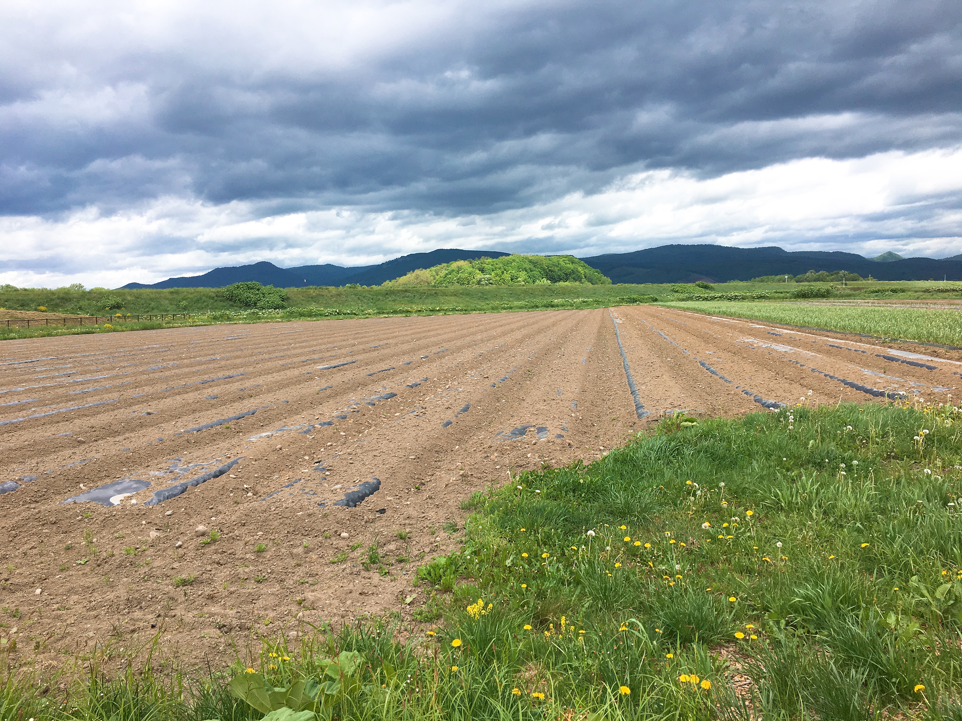 露地グリーンアスパラ順調出荷中