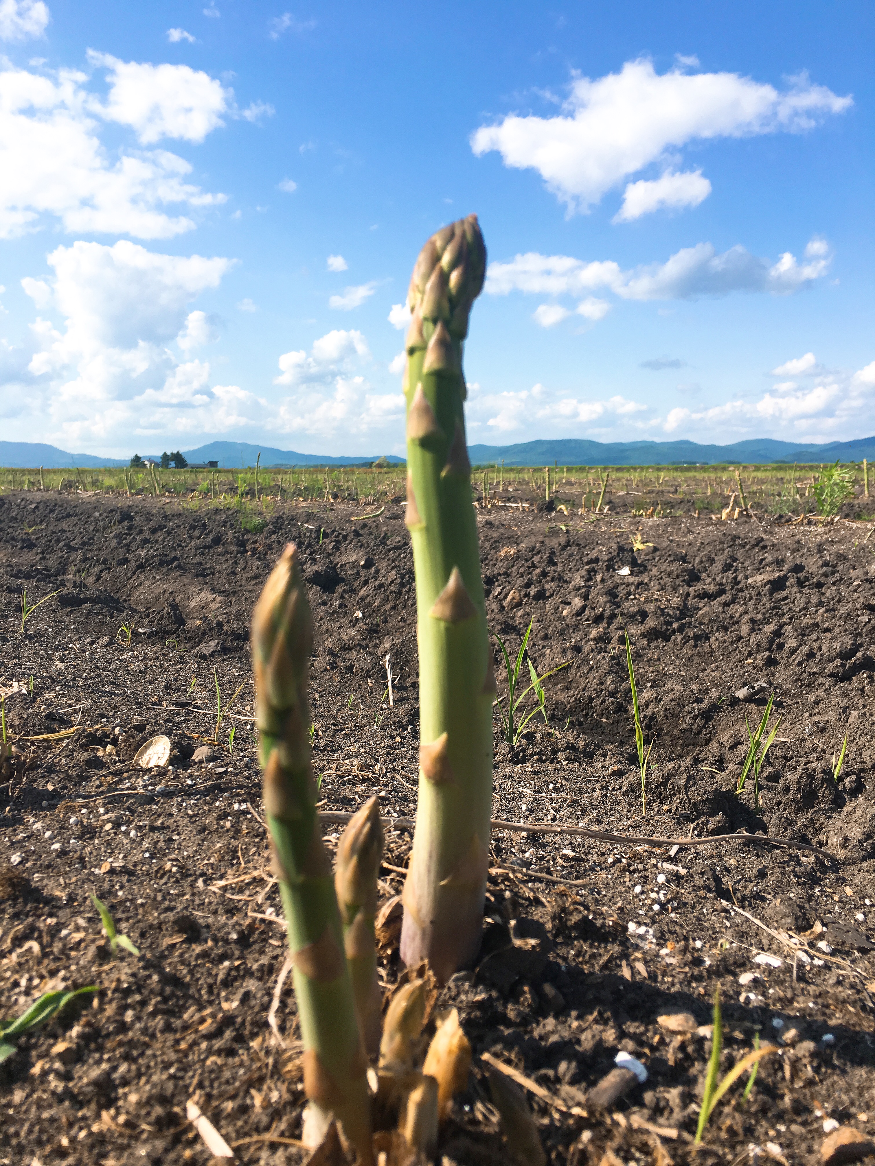 露地アスパラは収穫終盤 ハウス栽培のアスパラ準備中 北海道へ行こう