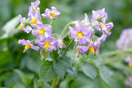 花満開のじゃがいも畑を探して「きたあかり育成日記」