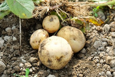 夏もそろそろ終わりを迎えます「北海道の秋の味覚」きたあかり育成日記