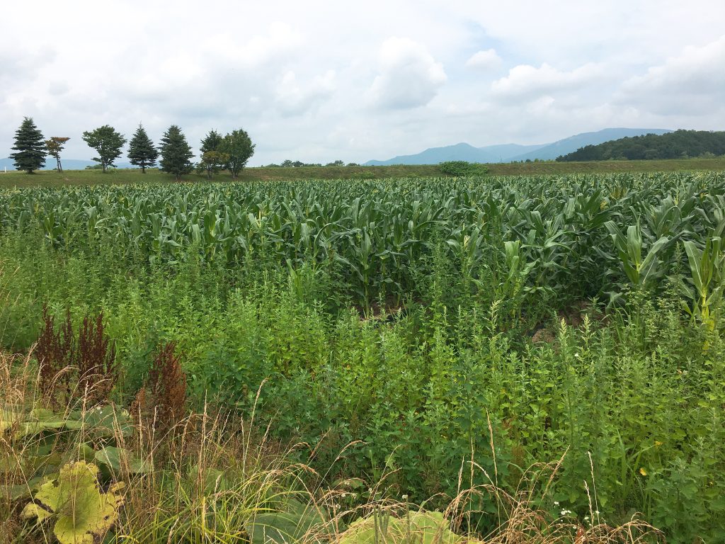 夏もそろそろ終わりを迎えます「北海道の秋の味覚」きたあかり育成日記