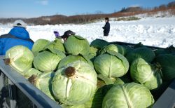 雪に埋めて美味しさ倍増！「元祖」和寒越冬キャベツが収穫真っ最中！