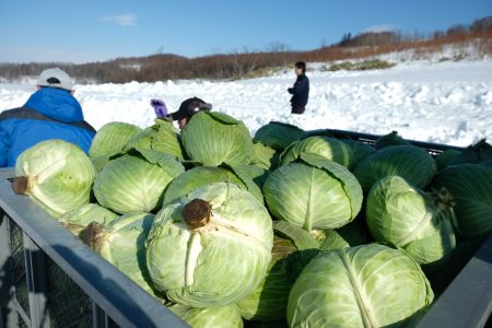 雪に埋めて美味しさ倍増！「元祖」和寒越冬キャベツが収穫真っ最中！