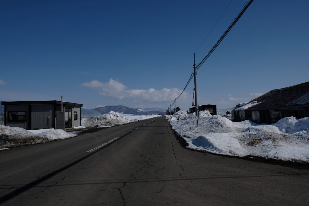 雪に埋めて美味しさ倍増！「元祖」和寒越冬キャベツが収穫真っ最中！