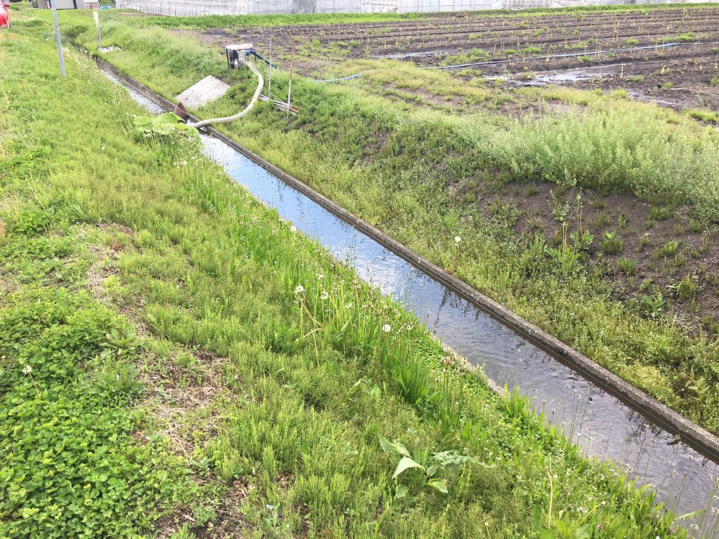 北海道グリーンアスパラが順調に生育中です。