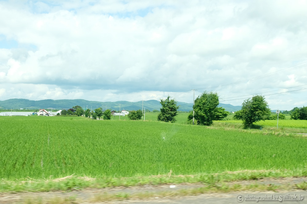 スクスク成長中 ピュアホワイトmix 北海道へ行こう