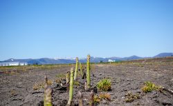 北海道産グリーンアスパラ、太陽の下で成長中！