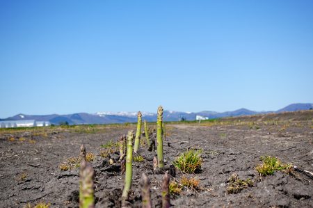 北海道産グリーンアスパラ、太陽の下で成長中！