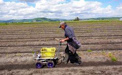 北海道産グリーンアスパラ収穫中！順調に出荷しています