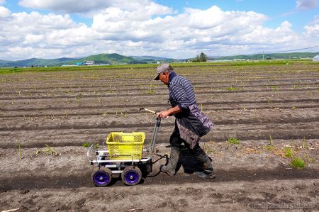 北海道産グリーンアスパラ収穫中！順調に出荷しています