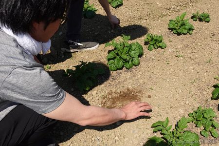 芽が出ました^_^きたあかり生育日記