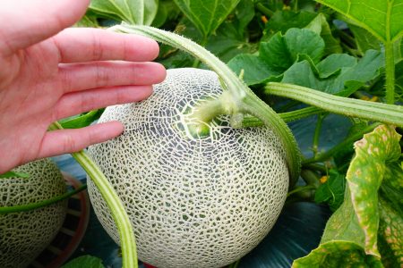 とってもきれいに成長しています。北海道の夏の味覚！富良野メロン「i」
