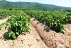 とってもきれいに成長しています。北海道の夏の味覚！富良野メロン「i」