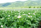 7月の北海道当麻町で育つピュアホワイト畑に行ってきました♪