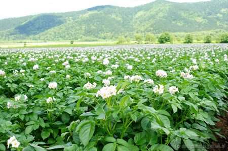 じゃがいもの花が満開を迎えていました！きたあかり生育日記