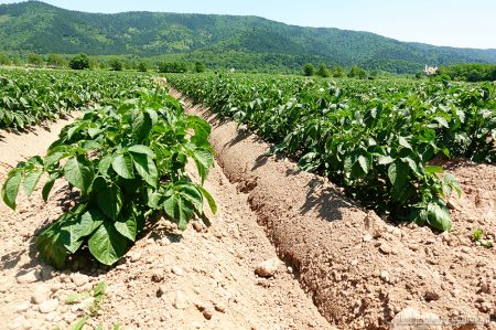 濃い緑のじゃがいもの葉が生い茂っています！きたあかり生育日記