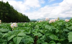 晴天の下、花が満開！きたあかり生育日記