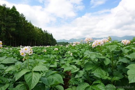 晴天の下、花が満開！きたあかり生育日記