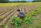 ピュアホワイトMIX、空に向かって成長中