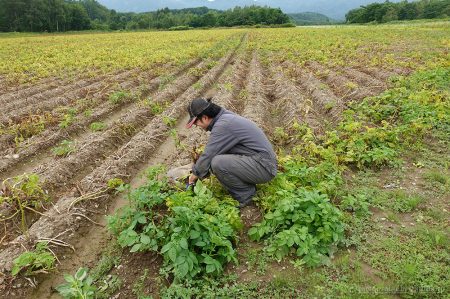 土の中でじゃがいもが成長中！きたあかり生育日記