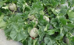 富良野メロン「i(アイ)」すくすくと成長中です！