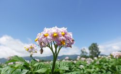 お花が満開です！きたあかり生育日記