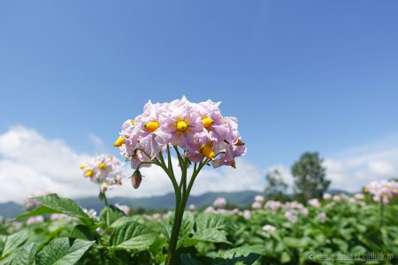 お花が満開です！きたあかり生育日記